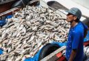 160 toneladas de pescado para doação