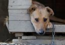 Crime contra animais cresce 47% e chega ao maior número em três anos
