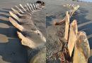 Esqueleto gigante é desenterrado por acaso em praia do litoral de SP e vira atração