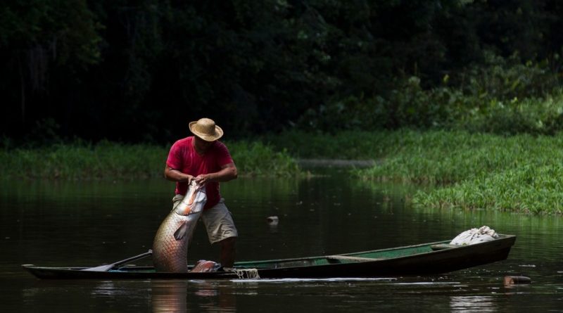 Fotógrafo lança livro com cenas do manejo de pirarucu no Amazonas