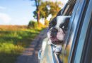 Em Manaus, aplicativo facilita vida dos donos que precisam transportar os pets