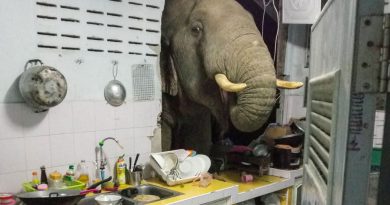 Elefante quebra parede de casa em busca de comida na Tailândia