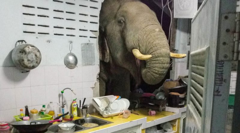 Elefante quebra parede de casa em busca de comida na Tailândia