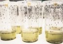 Infecção por dengue cai 77% em teste com bactéria em mosquito 'Aedes aegypti'