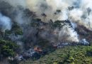 Desmatamento na Amazônia é o maior desde 2007, aponta Greenpeace