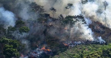 Desmatamento na Amazônia é o maior desde 2007, aponta Greenpeace
