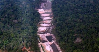 Desmatamento favorece dispersão de malária e Covid-19 na Amazônia