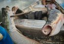 Feira do Pirarucu acontece nesta quinta e sexta-feira em Manaus