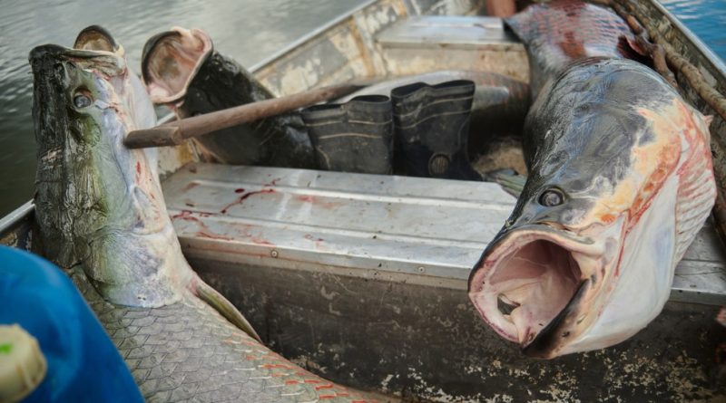 Feira do Pirarucu acontece nesta quinta e sexta-feira em Manaus