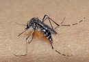 Surto de febre chikungunya: Número de casos da doença sobe para 16 em Tefé, no AM