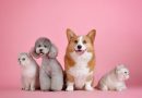 Covid é comum em cachorros e gatos domésticos