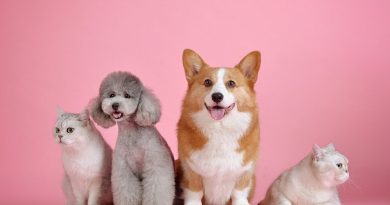 Covid é comum em cachorros e gatos domésticos