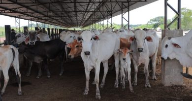 Segunda etapa da campanha contra febre aftosa no AM começa quinta-feira (15)