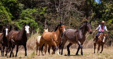 cavalos que participam da produção do soro anti-Covid comem melaço e até escutam música clássica