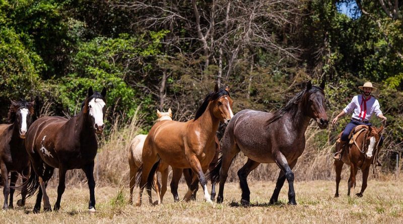 cavalos que participam da produção do soro anti-Covid comem melaço e até escutam música clássica