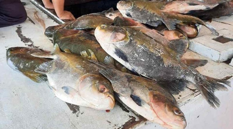 619 quilos de pescado ilegal são apreendidos no interior do AM