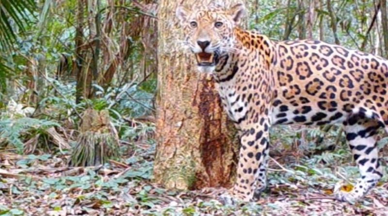 Onça-pintada inédita no Brasil e na Argentina é flagrada no Parque Nacional do Iguaçu