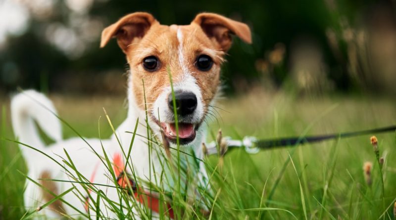 Mercado pet 'dispara' e animais já têm até plano de saúde